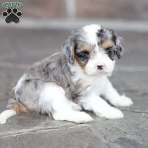 Bailey, Cavapoo Puppy